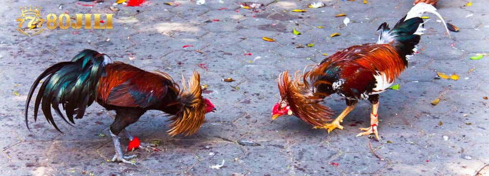 80JILI Cockfighting – Fierce arena of life and death