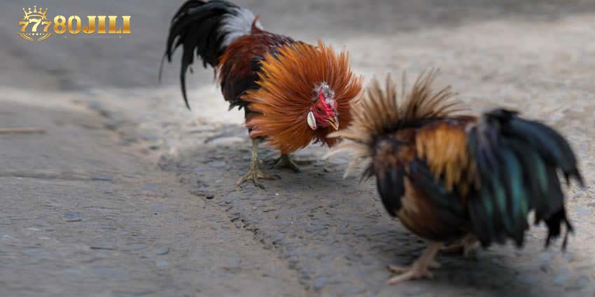 Popular cockfighting form at 80JILI