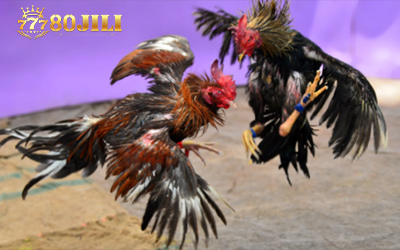 Cockfighting tips say you should not bet on Tie