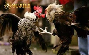 80JILI